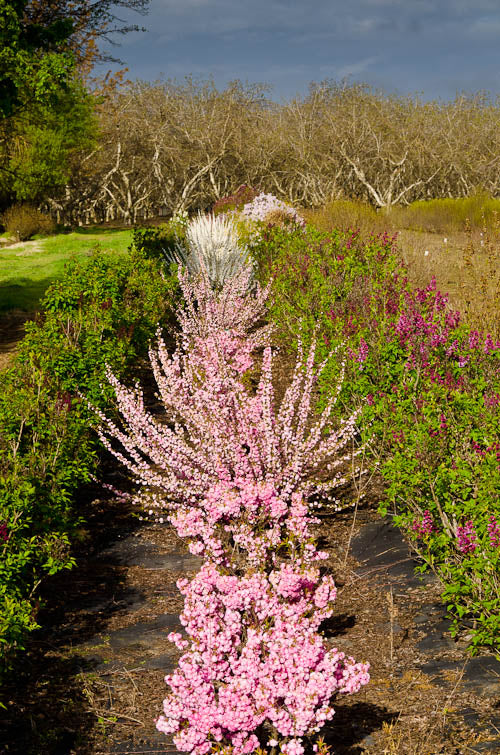 Argan Oil | ALMOND BUSH| BODY