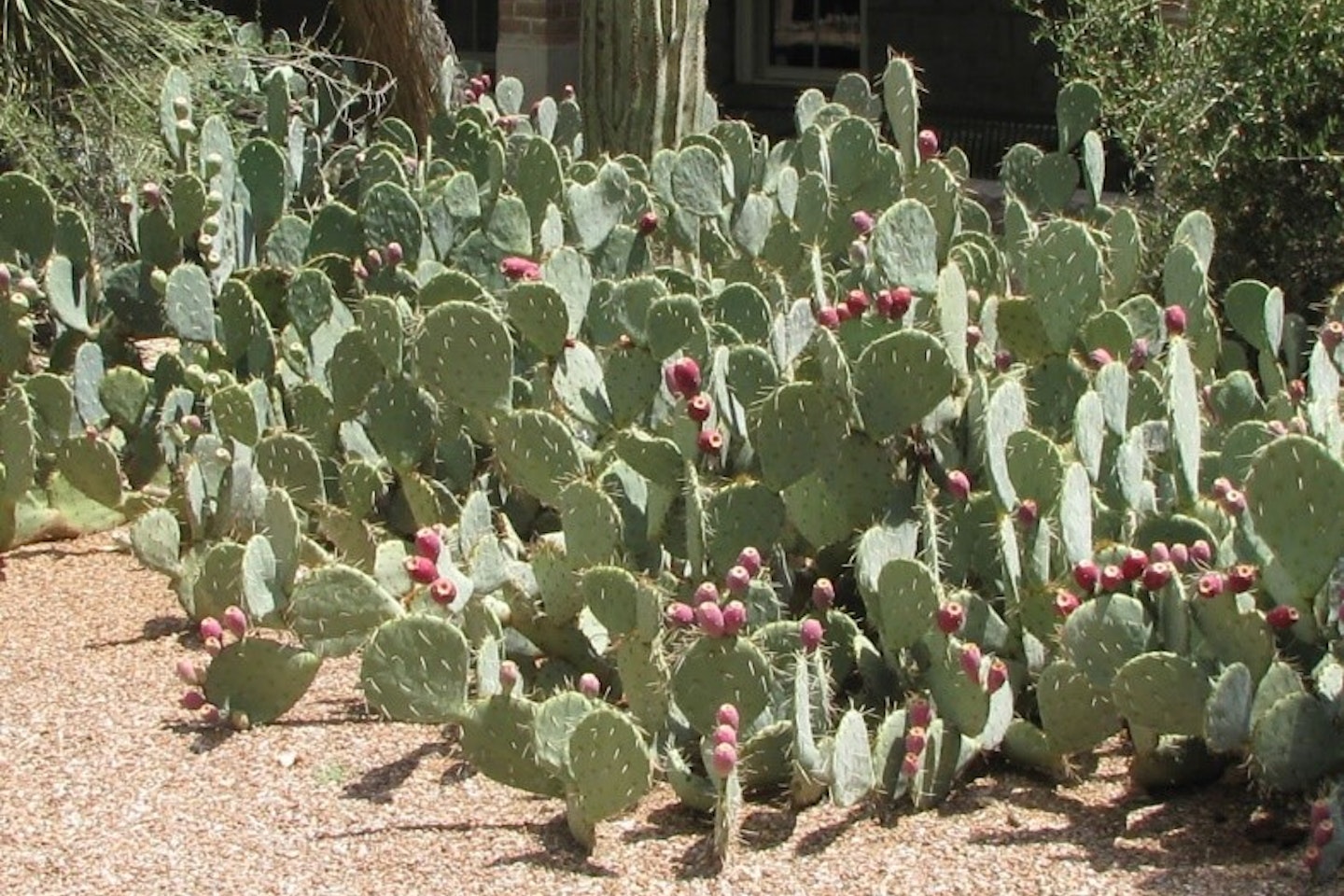 Argan Oil | ALOE&amp;PRICKLY | FACE | Anti-Aging