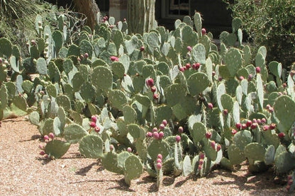 Argan Oil | ALOE&amp;PRICKLY | FACE | Anti-Aging