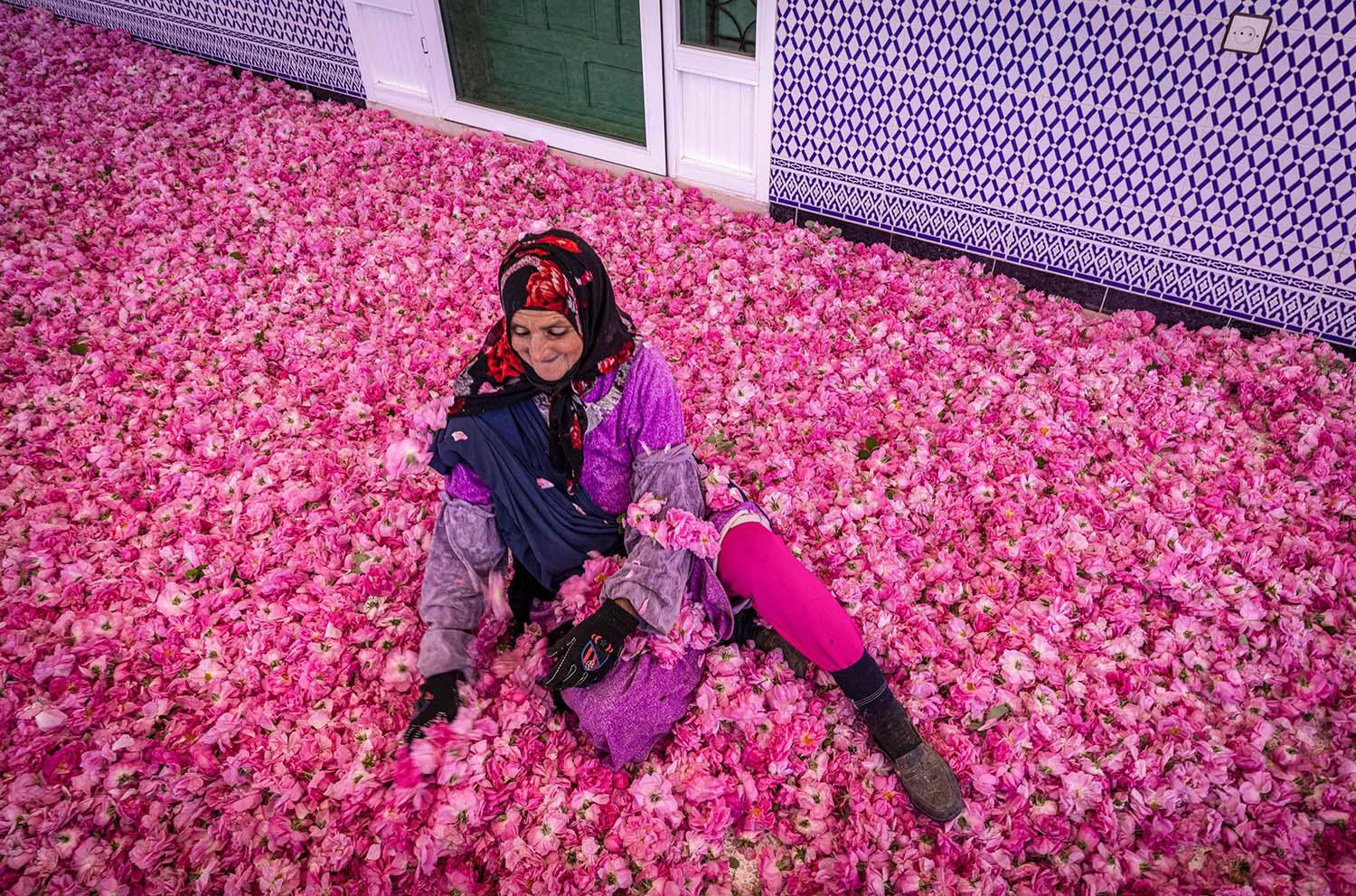 berber frau in den rosenfeldern marokkos